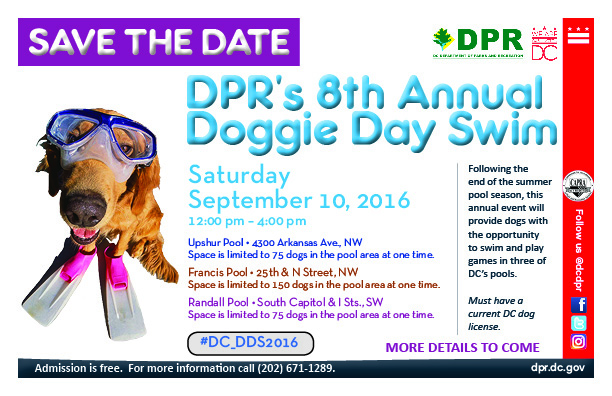 Doggie Day Swim 2016